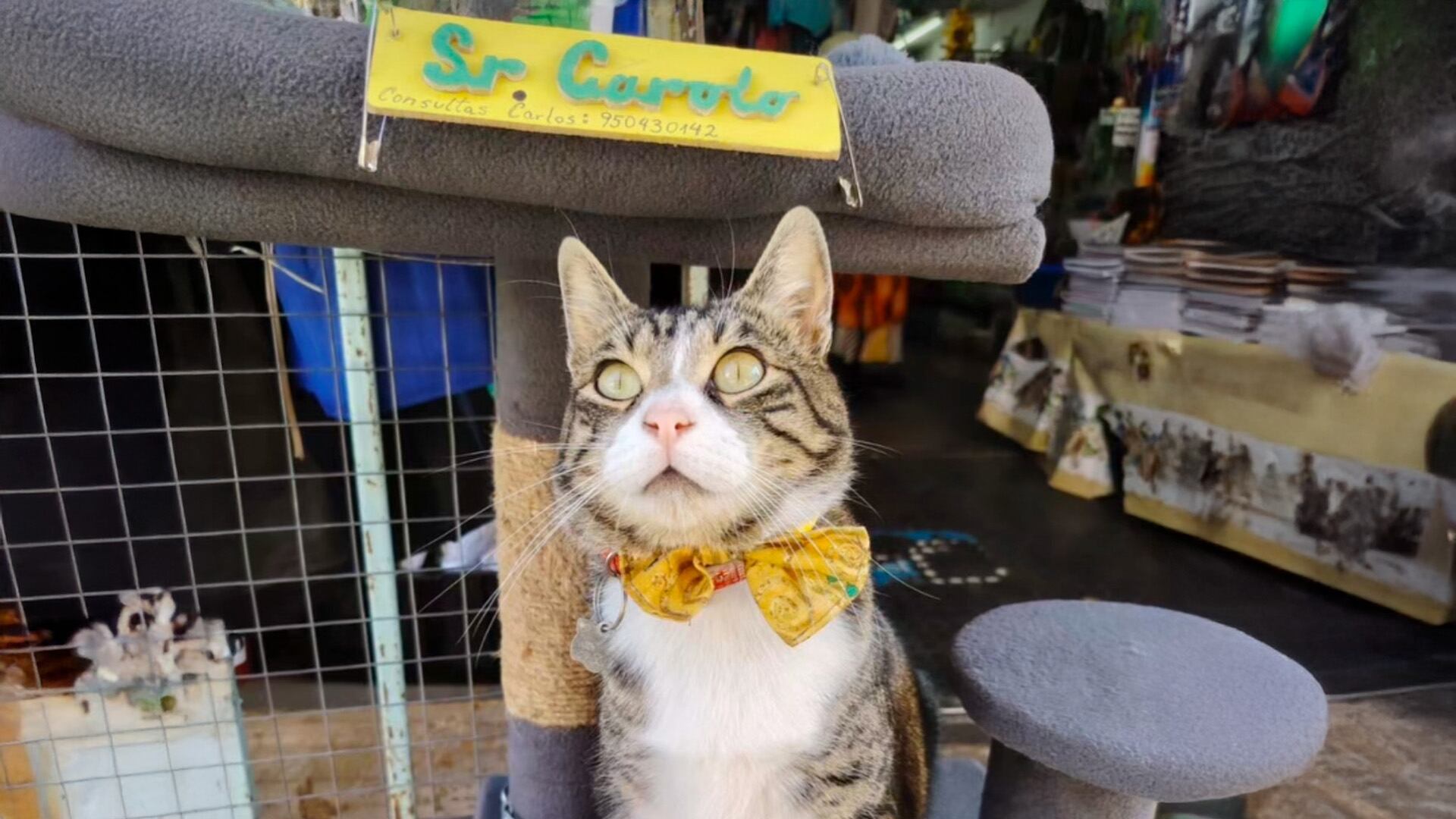Sr. Carolo llegó asustado a un local en la plaza Echaurren minutos antes de un temblor y fue acogido por sus trabajadores. Hoy, con más de 14 mil seguidores, es un ícono local y una atracción para turistas y vecinos. (IG: @sr.carolo)