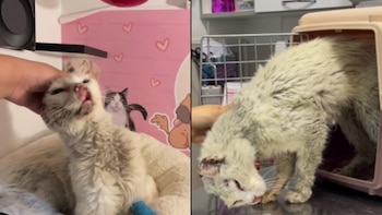 Descrito como "el gatito más