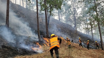 Más de 900 animales en Honduras han sido rescatados por bomberos tras incendios forestales