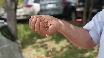 Honduras apuesta por semilla certificada para transformar la producción de arroz y reducir la dependencia de las importaciones