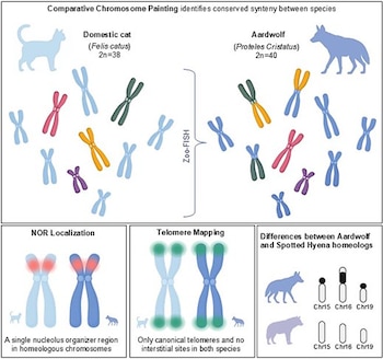 Diagrama científico con esquemas de cromosomas coloreados, siluetas de un gato y un lobo de tierra, y tres recuadros de análisis genético
