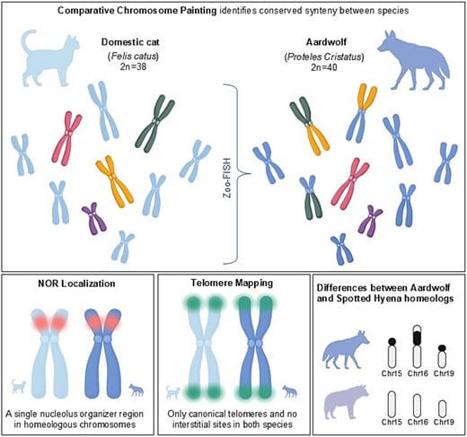 Investigadores de la Universidad de Texas A&M elaboraron el primer mapa cromosómico del lobo de tierra y publicaron el hallazgo en la revista Journal of Heredity (Gentileza, estudio Análisis citogenético exhaustivo del lobo de tierra ( Proteles cristatus ) y marcaje cromosómico comparativo con el gato doméstico ( Felis catus ), publicado en Journal of Heredity)