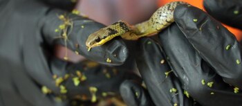 Serpiente de pantano en la