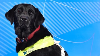 Pickle, la perra guía que