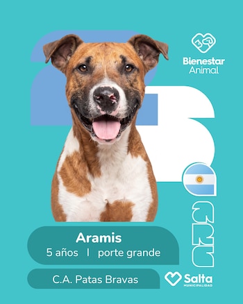 Perros adopción salta