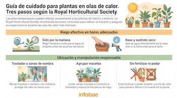 Infografía con seis ilustraciones y texto de guía para cuidado de plantas. Incluye regar, mover macetas, agruparlas, tijeras de podar, planta marchita y fertilizante.
