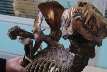 La medicina china fabrica distintos