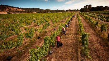 También se podrá realizar tours