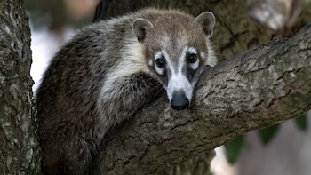Ejemplar de coatí de nariz blanca. (Chuck Homler - FocusOnWildlife.Me/Wikimedia Commons)