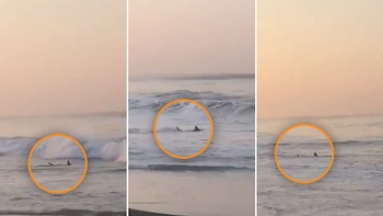 Presencia de tiburones alarmó a