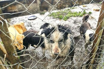 Esta sería la mayor sanción