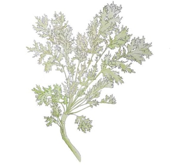 Así se ve el ajenjo