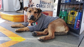 Atropellan y matan a “Solovino”, el perrito que trabajaba en una gasolinera de Toluca