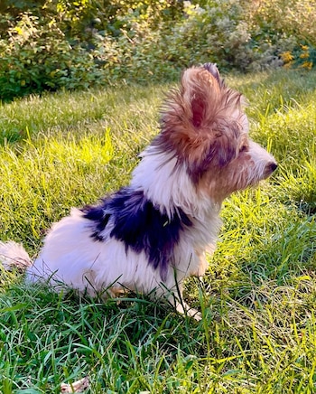 Twyla disfrutando su tiempo acostada