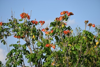 El tulipanero africano, árbol de