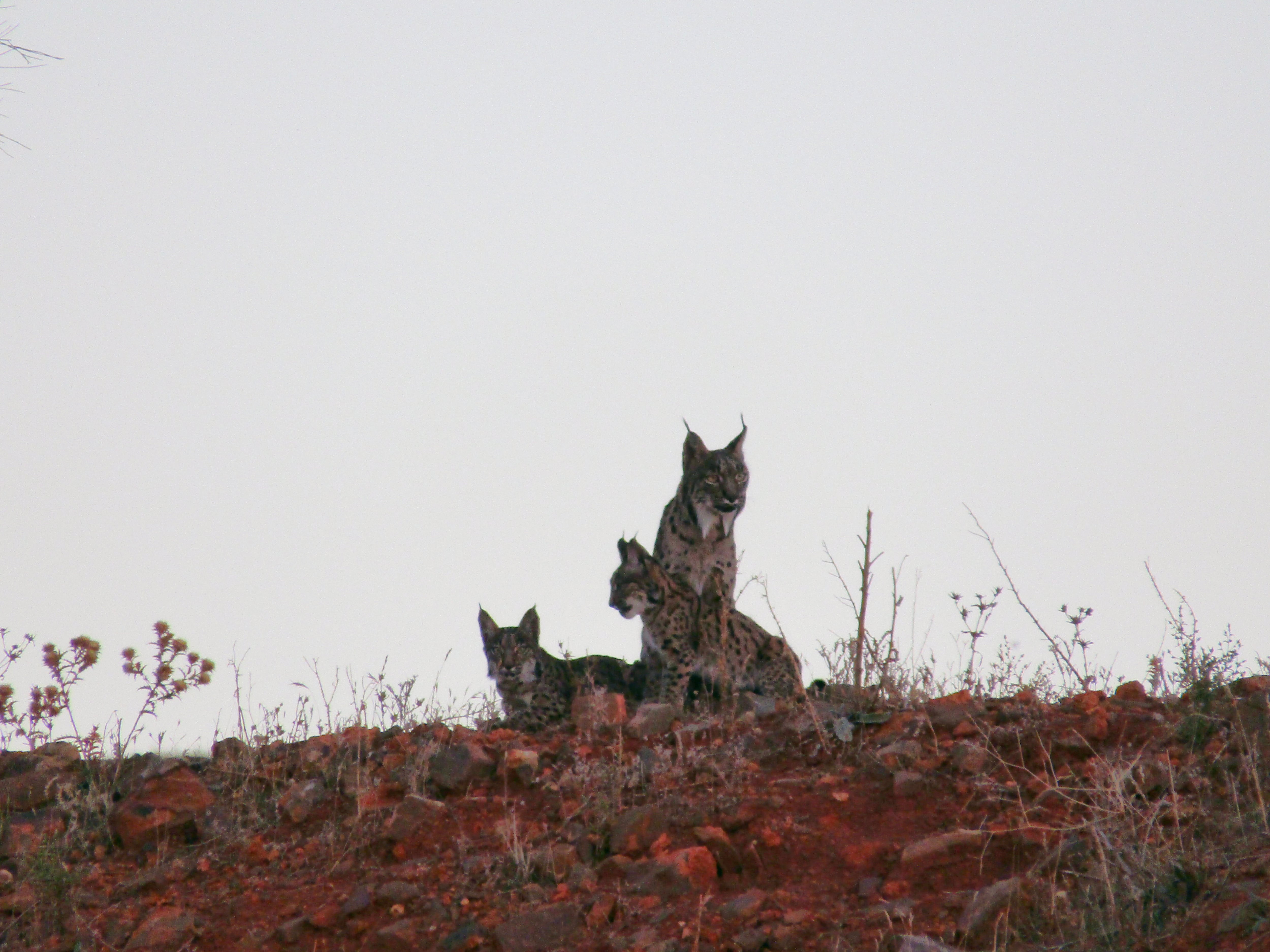 Una de las hembras de lince ibérico con sus crías. (Marta Sierra/Infobae España)