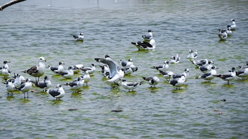 Entradas gratis a los Pantanos