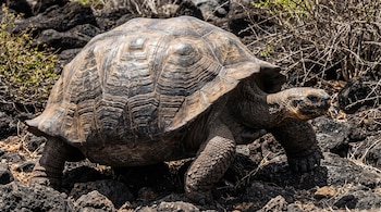 Una tortuga gigante sobre rocas volcánicas negras y arbustos secos bajo la luz del sol.