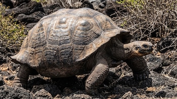 Hallazgo genético en Galápagos: revelan la existencia de linajes de tortugas gigantes que se creían perdido
