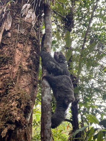 El caso del oso perezoso