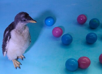 Alex llegó al mundo, con