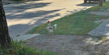 La intervención policial resultó en