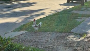 “Estás loco”: un hombre intentó
