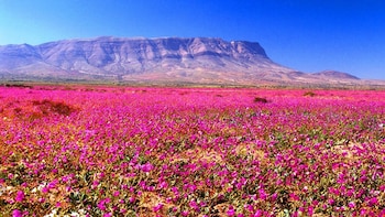 Extensión de flores de color rosa sobre suelo árido frente a una montaña bajo un cielo despejado