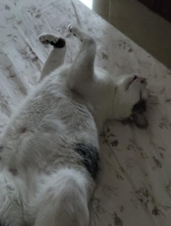 Pontificio se ha convertido en