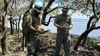 En Panamá reforestan parte de la bahía de Chame con 2,500 propágulos de mangle