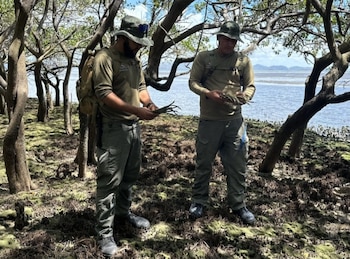 Reforestando el manglar, ecosistemas que también actúan como barreras protectoras naturales de las costas. (MiAmbiente)