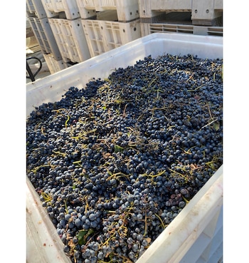 Está científicamente comprobado que la