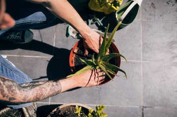 cuidados de la planta de