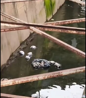 Parte de lo hallado por