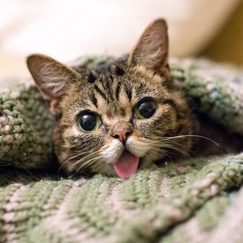Lil BUB tiene con 2.4