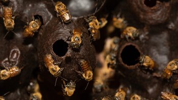 Ciclistas de montaña fueron atacados
