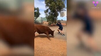 18/11/2020 Este hombre juega al baloncesto con un toro de 15 meses.
MADRID, 18 nov. (EDIZIONES) No es el nuevo fichaje de los Chicago Bulls, pero quizás debería. El protagonista de este vídeo se llama Coco, vive en una granja situada en Geraldton, Australia Occidental, es un toro Angus de 15 meses y juega al baloncesto.
SOCIEDAD
YOUTUBE/VIDELO - @MITCHELL_ROYCE