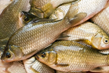 El tamaño y el corte