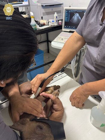 Crédito: X/@SSC_CDMX