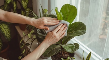 PLANTAS HABLAN DECO