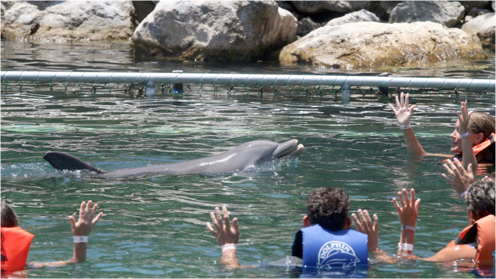 La disposición aplica para todos los espectáculos de mamíferos marinos. (Cuartoscuro)