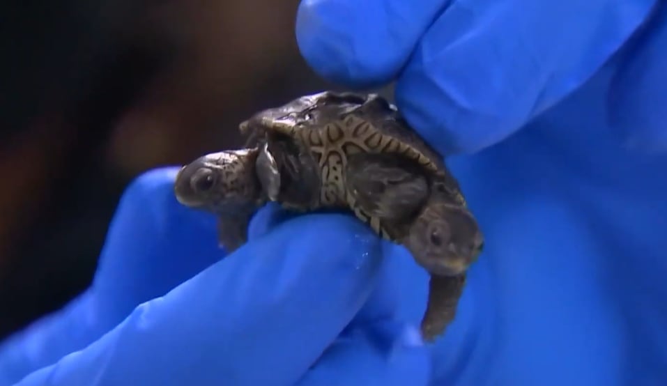 La bicefalia ocurre por una separación incompleta del embrión durante la etapa de desarrollo del reptile (YouTube/@CNBCtelevision)