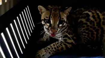 El ocelote fue retirado de