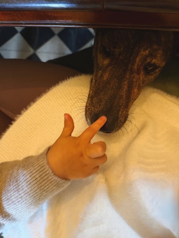 Mano de un niño con jersey gris tocando la nariz de un perro de pelaje atigrado que apoya su cabeza sobre una manta blanca. Fondo con mesa de madera y piso a cuadros