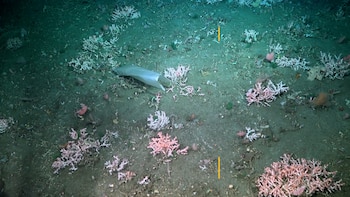 Expedición Oasis submarinos del Cañón de Mar del Plata / Ocean Schmidt y CONICET