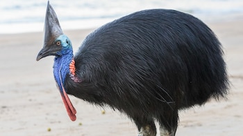 En Florida, un casuario atacó