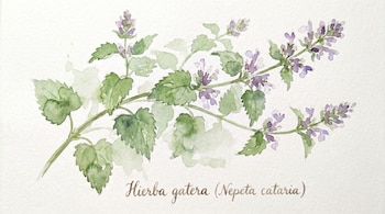 Ilustración en acuarela de una rama de hierba gatera con hojas verdes dentadas y racimos de pequeñas flores lavanda sobre un fondo blanco texturizado.