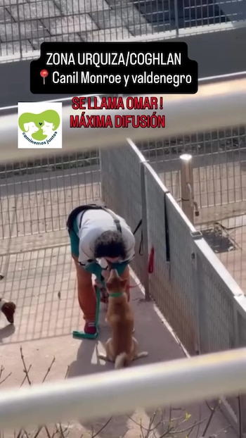 Maltrato animal en Coghlan: denuncian a un paseador tras ser filmado golpeando a los perros en una plaza