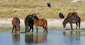 Varios caballos de pelaje castaño y negro se encuentran a la orilla de un estanque sobre arena y hierba seca
