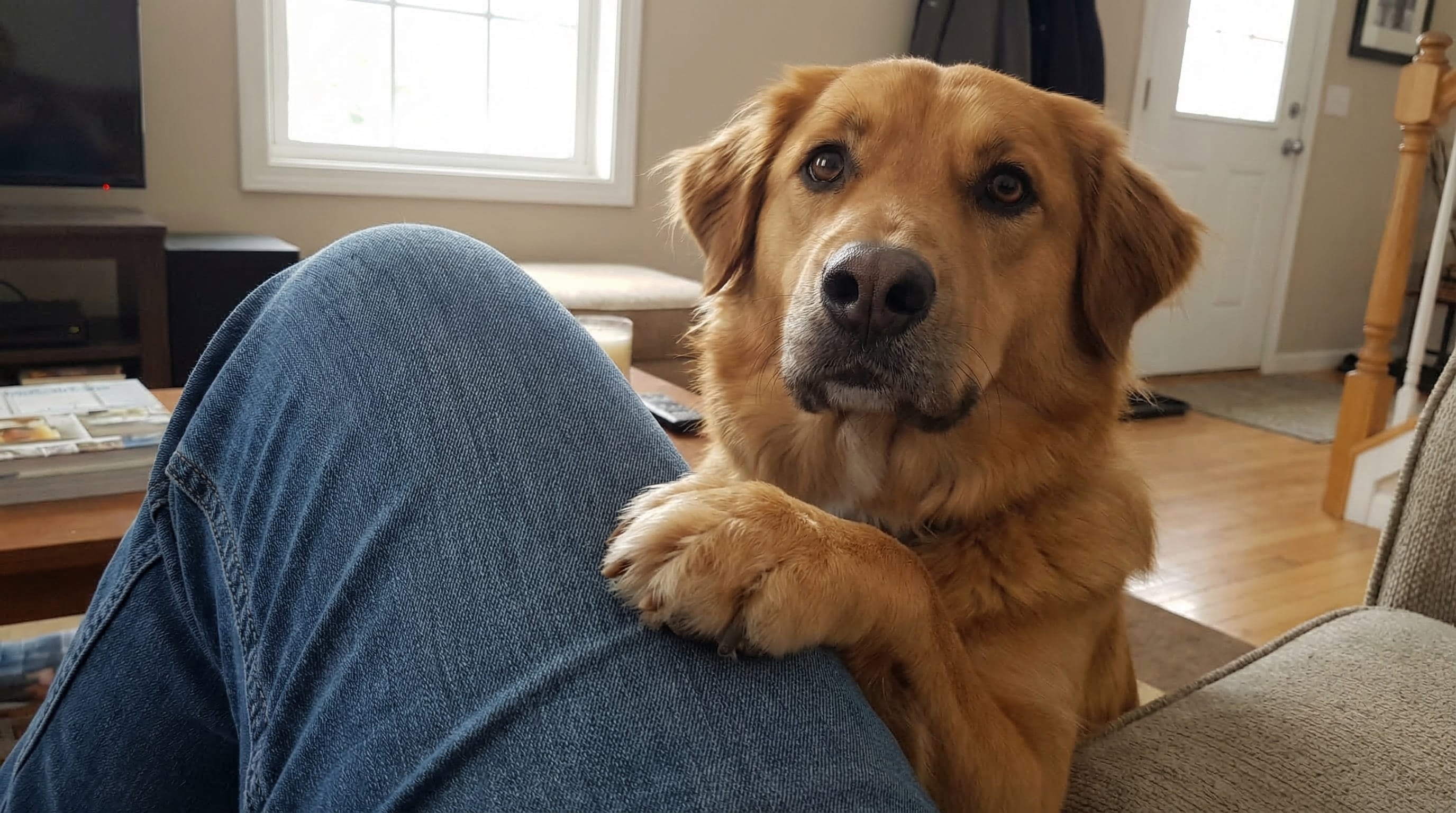 Los perros utilizan sus patas como una forma de comunicación clave con sus dueños, reforzando el vínculo emocional y social (Imagen Ilustrativa Infobae)